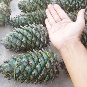 长白山野生松塔子新鲜松塔东北大松塔摆件宠物粮