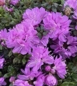 深山雾岛藤重杜鹃,少有原生苗