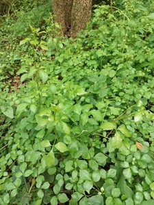 新鲜野菜勒勾头嫩芽三加皮藤叶白竻根刺三加苦刺头三叶五加鹅掌竻