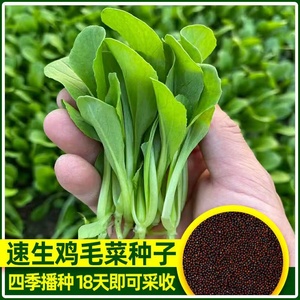 鸡毛菜种子种籽四季小白菜青菜油菜上海青蔬菜菜籽菜种孑大全籽种