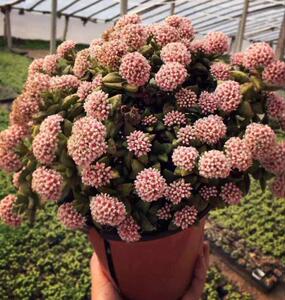 开花的多肉植物盆栽组合套餐含盆含土照波怒涛奔龙神童办公室内8人