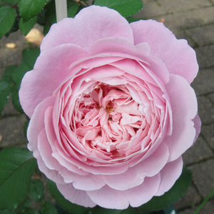 老园丁月季园 纽曼姐妹 法国灌木浅粉色大花月季花苗欧月