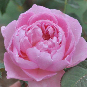 老园丁月季园 菲尔先生 奥斯汀粉色灌木 集群多季勤开花 英国玫瑰