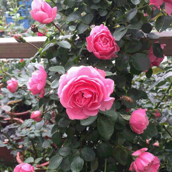 老园丁月季园 粉色达芬奇 藤本爬藤月季花苗围墙园艺拱门庭院花架