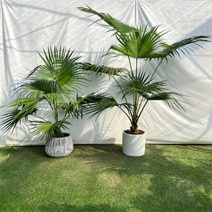 蒲葵大叶盆栽葵伞大型家居走廊庭院绿植净化空气除甲醛一物一拍