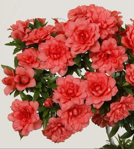 日本 红万重母本 树龄 8年皋月杜鹃 稀有品种 重瓣复色 扦插原生