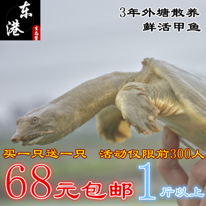 1斤甲鱼外塘野外包邮生鲜活体滋补中华鳖水团龙脚鱼王八农家散养