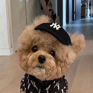 帽子上有耳朵的卫衣