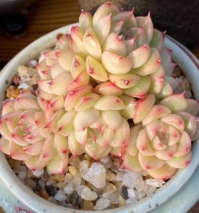 欧巴直播间麦秆稀有杂交多肉群生一物一拍韩货多肉萌肉拼盆组