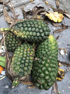 浪古叶尬古子阳春野生现摘假菠萝果罗金堆果野菠萝新鲜露兜树菠萝