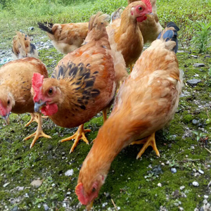 皖南农家散养土公鸡 谷物饲养童子鸡未打鸣小公鸡新鲜现杀 2只装