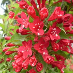 庭院花卉红王子锦带小苗 美国红王子锦带苗红花丛生锦带耐寒耐热