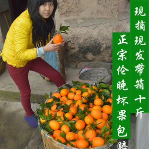【晓向果园】秭归脐橙  伦轮晚橙子新鲜绿色现摘水果包邮