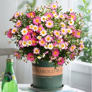 玛格丽特棒棒糖花阳台盆栽蓝玛大花苗糖果玛粉色重瓣阳台带花发货