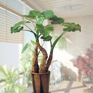 滴水观音盆栽客厅室内霸王芋大型绿植土水培花卉大叶盆景吸甲醛鲜