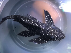 黑白双星坦克异形鱼 肉食性异形鱼 中性异形鱼 繁殖用异形鱼 底层