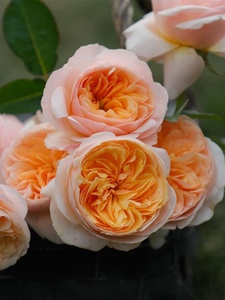 切花【朱丽叶】香槟色玫瑰 黄色大花勤花月季窗台花卉盆栽地栽