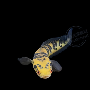 七夜魔王黑魔神雷龙鱼森塔伦黄魔加里曼丹红帝王丁加奴观赏鱼淡水