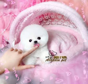 玩具体博美犬幼犬活体宠物真的小狗狗茶杯狗白色博美犬小型可爱