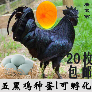 五黑鸡种蛋可孵化黑凤乌骨土鸡柴斗土贵芦花五黑一绿鸡受精蛋包邮