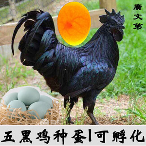 五黑鸡种蛋可孵化黑凤乌骨土鸡柴斗土贵芦花五黑一绿鸡受精蛋包邮