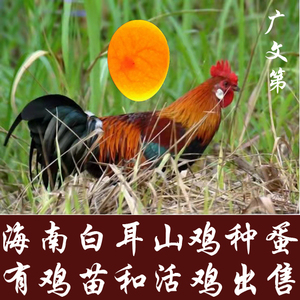 海南原鸡种蛋受精蛋