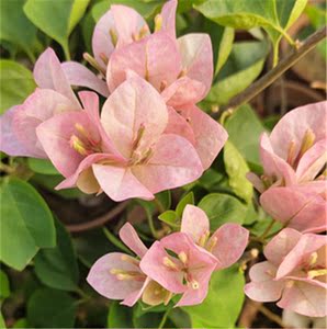 三角梅 五宝 主杆比较细 带盆包邮(偏远地区除外) 藏绿阁园艺