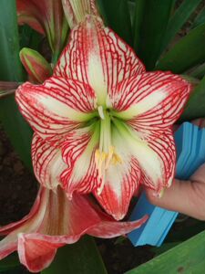 自育品种小魔王朱顶红小花满八十包邮大球花后球不带花剑不带侧