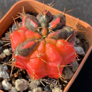 901人付款淘宝米哈绯牡丹锦实生合集五彩光辉牡丹仙人球美纹彩锦云锦