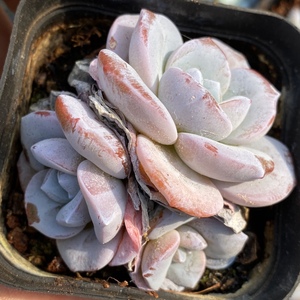 雪姬 雪肌 控养精品多肉植物雪莲杂交 一物一拍