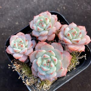 熊猫脸多肉 多头群生 多肉植物 韩国精品 一物一拍 阳光雨露多肉