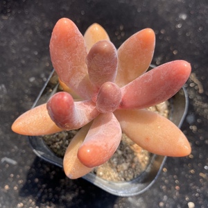 红手指多肉老桩