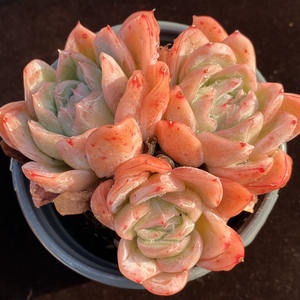 原始蓝色惊喜 落樱群生多肉 美国蓝惊 多肉植物 一物一拍