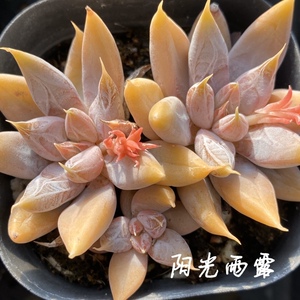 杜里万 杜丽万 经典暗纹系多肉植物 一物一拍