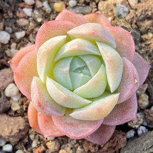 多肉 潘多拉女王 一物一拍 精品女王玫瑰多肉植物