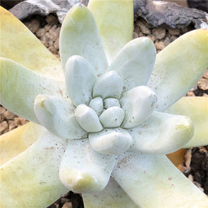 一物一拍拇指帕奇飞图仙女杯非野生多肉植物控养精品肉肉大棚实拍