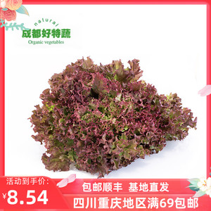 红珊瑚紫叶红叶生菜新鲜沙拉蔬菜产地直供包邮Corral  Red 250G