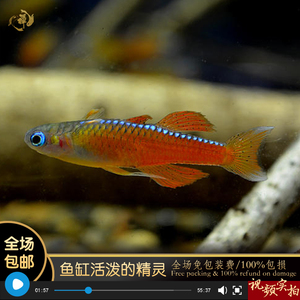 橘红燕子鱼橘色珍珠燕子鱼阿鲁型鱼禅水族南美草缸小型热带鱼活体
