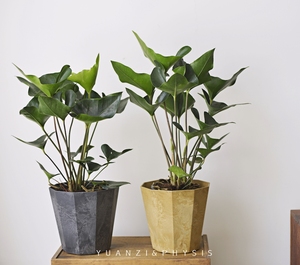 physis国王花烛室内高档盆栽四季常绿美观好养ins风北欧