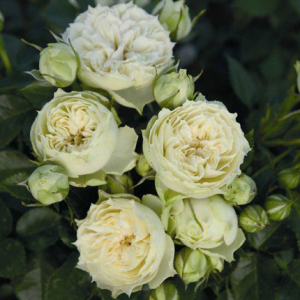 园丁日记 布兰切特 微月 白绿色多头小包子切花丰花月季花苗抗病