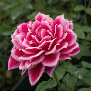 园丁日记 日本玛丽(微月)红色白色相间新品月季花苗四季盆栽大花