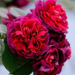 00mrgardener园丁先生旗舰店天猫月季 海格瑞月季花 玫瑰月季 丝绒