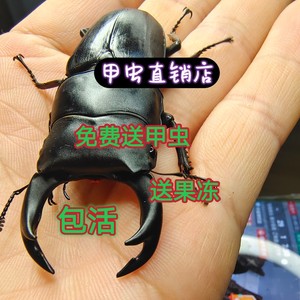 中国大锹甲成虫中大甲虫宠物独角仙活物送果冻可产幼虫2024年新虫