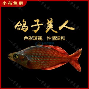 8024人付款淘宝刚果美人刚果扯旗刚果霓虹灯鱼观赏鱼热带鱼满额包邮