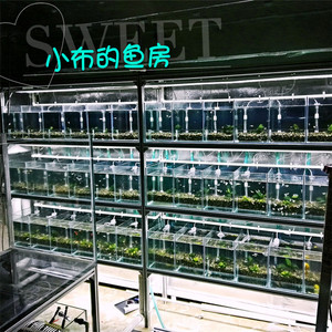 小布鱼房专用孔雀鱼系统组缸鳉鱼鼠鱼短鲷鱼雷龙斗鱼繁殖缸