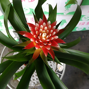 凤梨花卉白雪公主