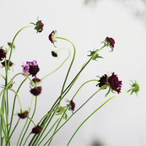 松虫草鲜切花瓶插花束花艺婚庆点缀花材昆明斗南直发顺丰空运直达