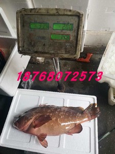 我卖掉样品展示活野生红石斑鱼7斤半一条稀少可寻找一斤价可优惠