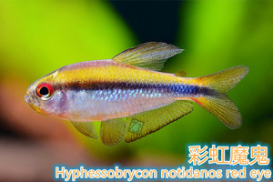 彩虹魔鬼灯鱼 巴西野生高端灯鱼 包损/不包邮 @【tj水族社】