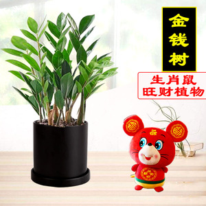 【仅售天津】金钱树发财树办公室生肖鼠幸运招财植物